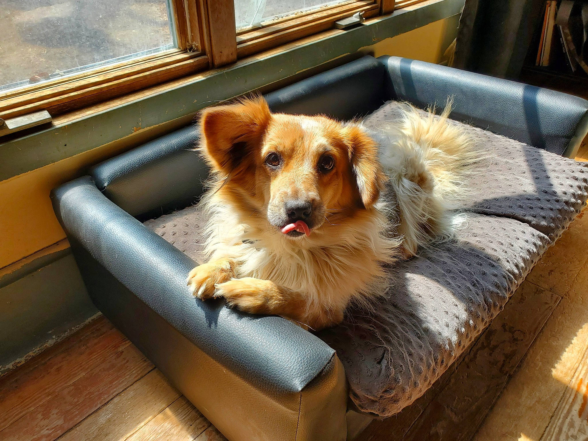 Kali joined the competition — help win amazing prizes! canidae, carnivore, chair, clock, comfort, companion_dog, couch, dog, dog_breed, fawn, flooring, fur, pet_supply, room, snout, sporting_group, whiskers, window, windshield, wood
