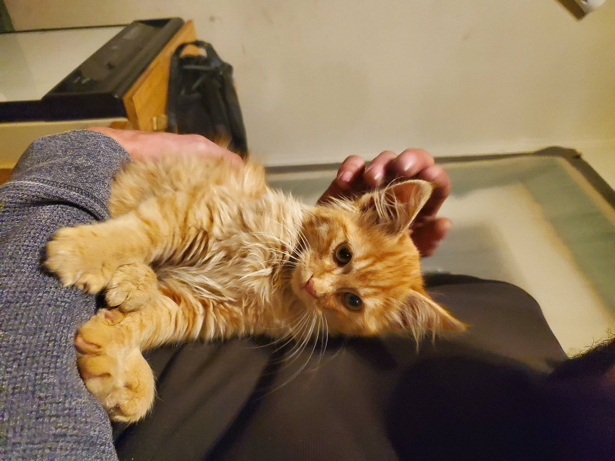 Leo joined the competition — help win amazing prizes! bed, canidae, carnivore, cat, claw, comfort, companion_dog, domestic_short_haired_cat, ear, fawn, felidae, fur, human_leg, paw, shipping_box, small_to_medium_sized_cats, snout, tail, whiskers, wood