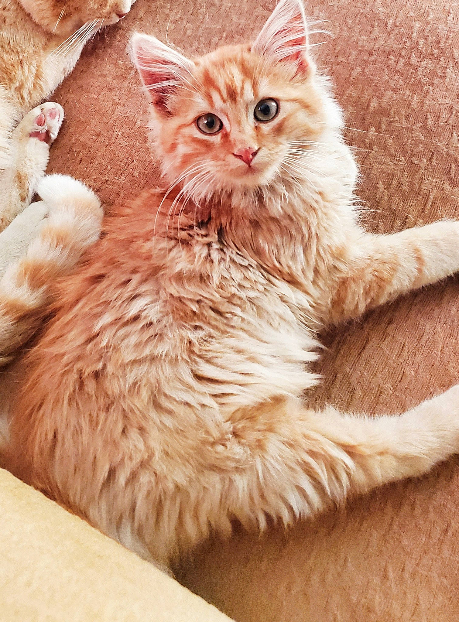 Leo joined the competition — help win amazing prizes! carnivore, cat, claw, comfort, domestic_short_haired_cat, fawn, felidae, fur, laperm, maine_coon, paw, peach, sitting, small_to_medium_sized_cats, snout, tail, terrestrial_animal, whiskers, window