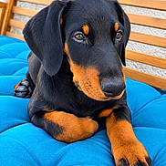 Ursia participe au concours pour gagner de l'argent avec cette photo : dog, puppy, black_and_tan, doberman, canine, pet, animal, portrait, close_up, sitting, lying_down, paw, large_paws, floppy_ears, brown_markings, black_fur, blue_cushion, wooden_bench, outdoor, adorable