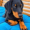 dog, puppy, black_and_tan, doberman, canine, pet, animal, portrait, close_up, sitting, lying_down, paw, large_paws, floppy_ears, brown_markings, black_fur, blue_cushion, wooden_bench, outdoor, adorable