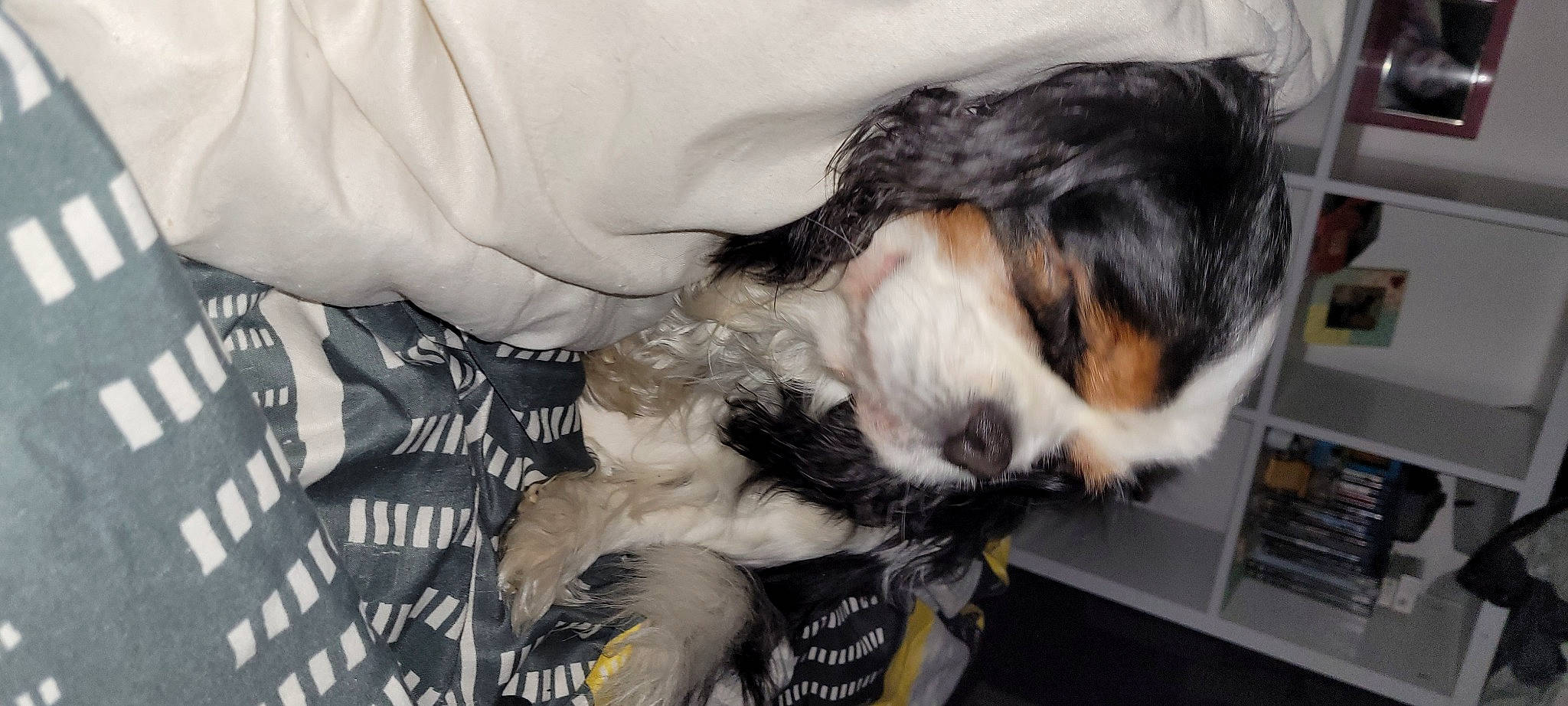 Jicky a rejoint le concours — aidez-le/la à gagner de superbes lots ! canidae, carnivore, cat, claw, comfort, companion_dog, dog_breed, feather, felidae, fur, nap, paw, small_to_medium_sized_cats, sporting_group, tail, whiskers, wing