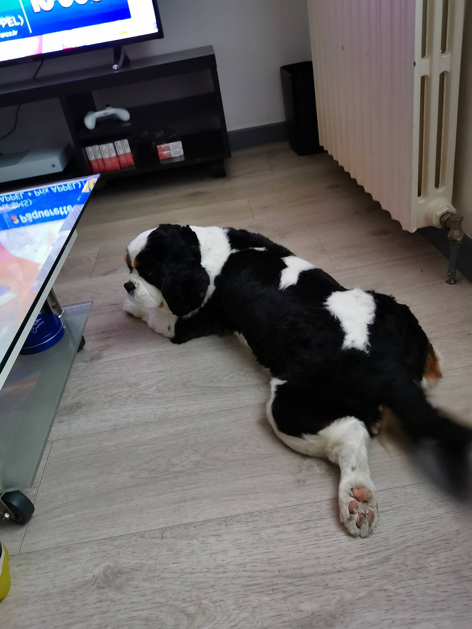 Jicky participe au concours pour gagner de l'argent avec cette photo : canidae, carnivore, chair, collar, companion_dog, display_device, dog, dog_breed, door, floor, flooring, fur, gun_dog, hardwood, room, sporting_group, tail, television, wood, working_animal