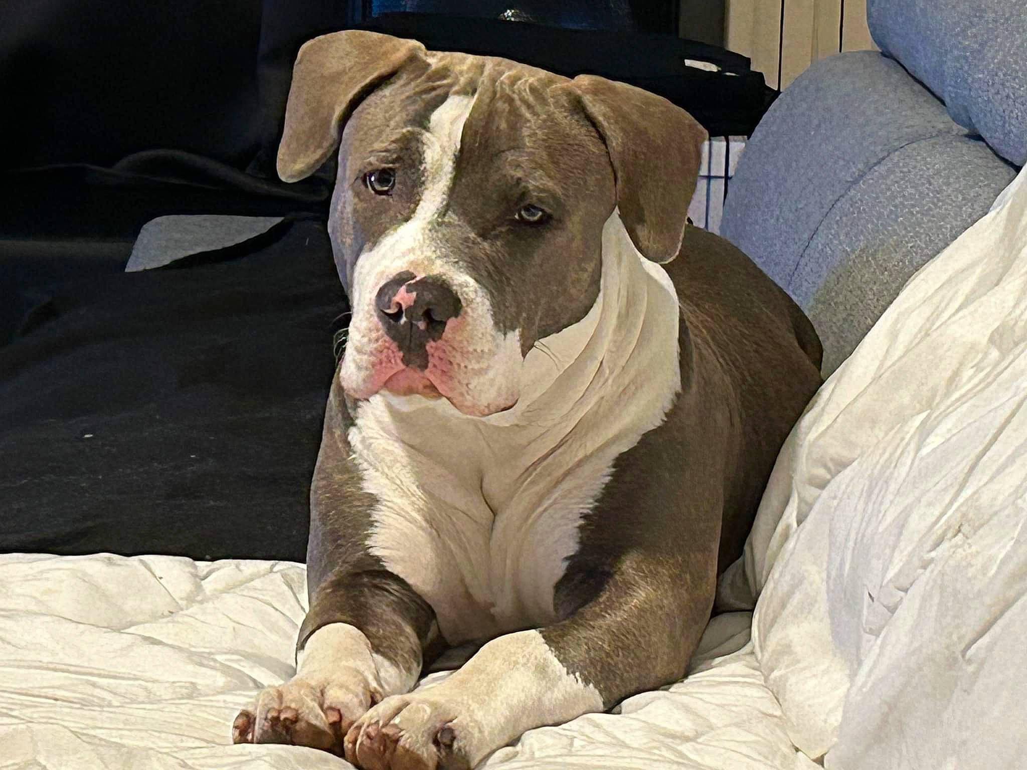 Toska participe au concours pour gagner de l'argent avec cette photo : canidae, carnivore, collar, comfort, companion_dog, dog, dog_breed, dog_collar, dog_supply, fawn, fur, guard_dog, leash, molosser, paw, pet_supply, sporting_group, whiskers, working_animal, wrinkle