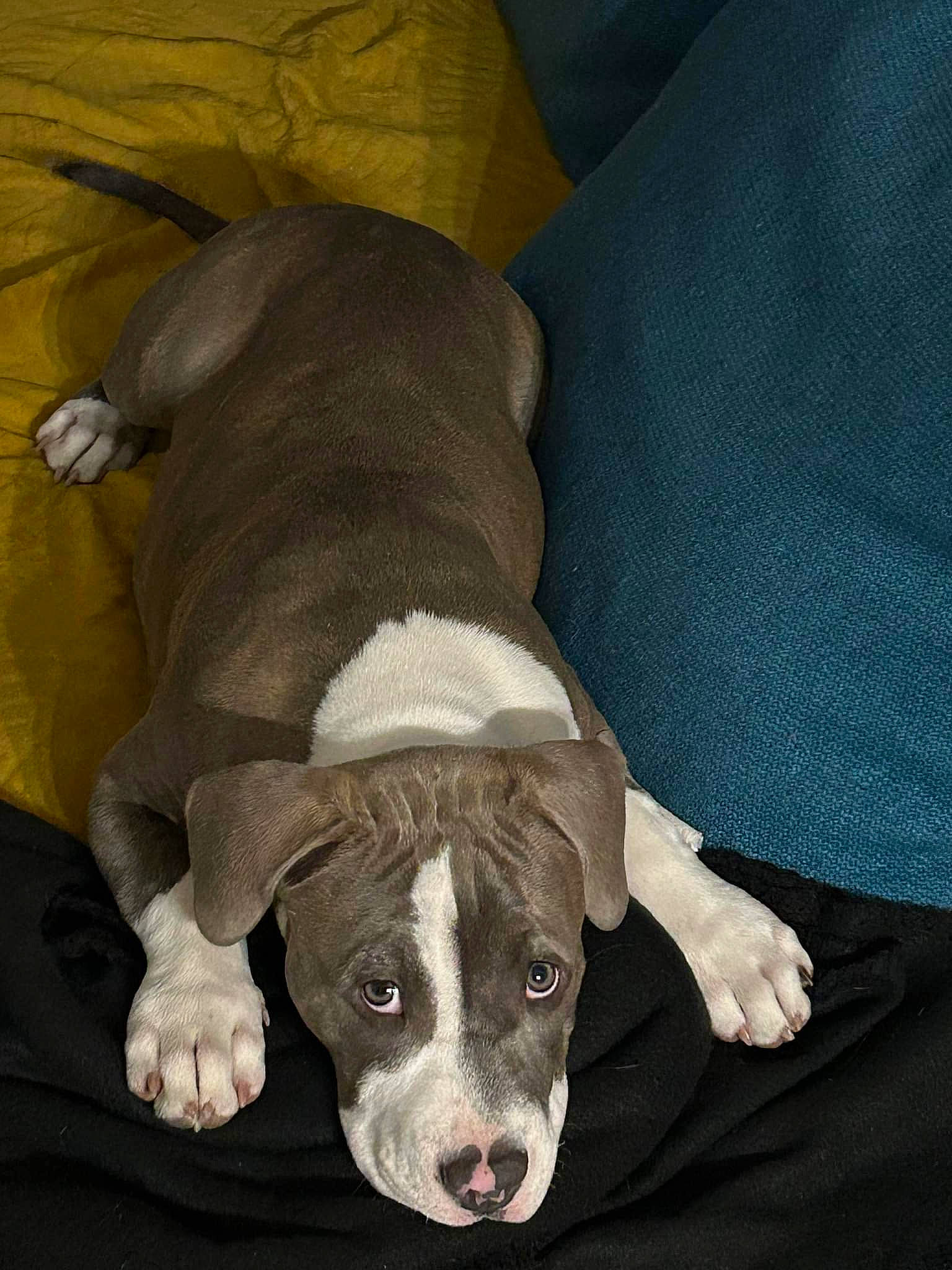 Toska a rejoint le concours — aidez-le/la à gagner de superbes lots ! canidae, carnivore, comfort, companion_dog, dog, dog_breed, fawn, fur, liver, non_sporting_group, pet_supply, snout, sporting_group, terrestrial_animal, working_animal