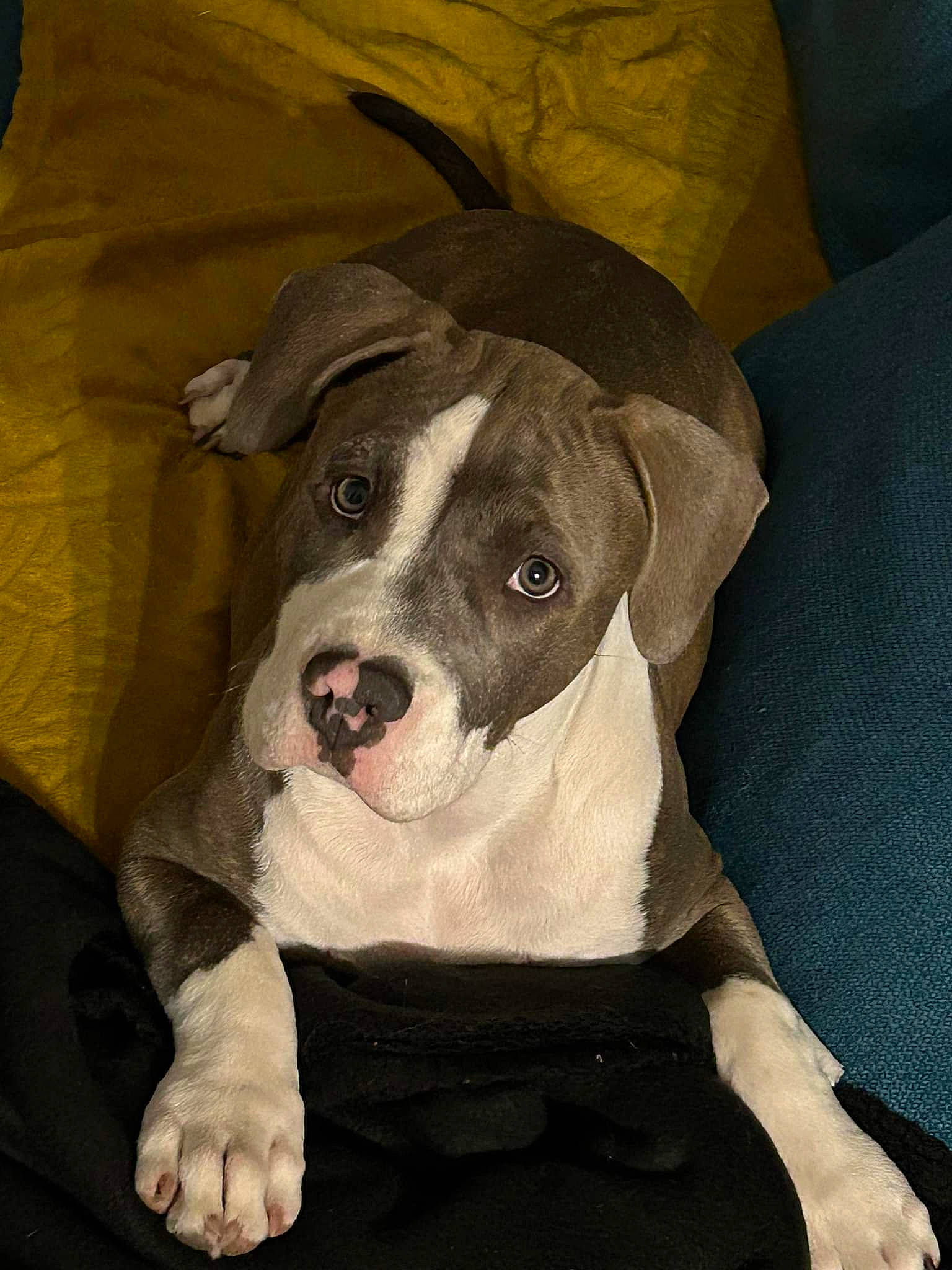 Toska participe au concours pour gagner de l'argent avec cette photo : canidae, carnivore, circle, comfort, companion_dog, dog, dog_breed, dog_clothes, dog_supply, fawn, fur, hunting_dog, linens, non_sporting_group, pet_supply, sleeve, sporting_group, whiskers, working_animal