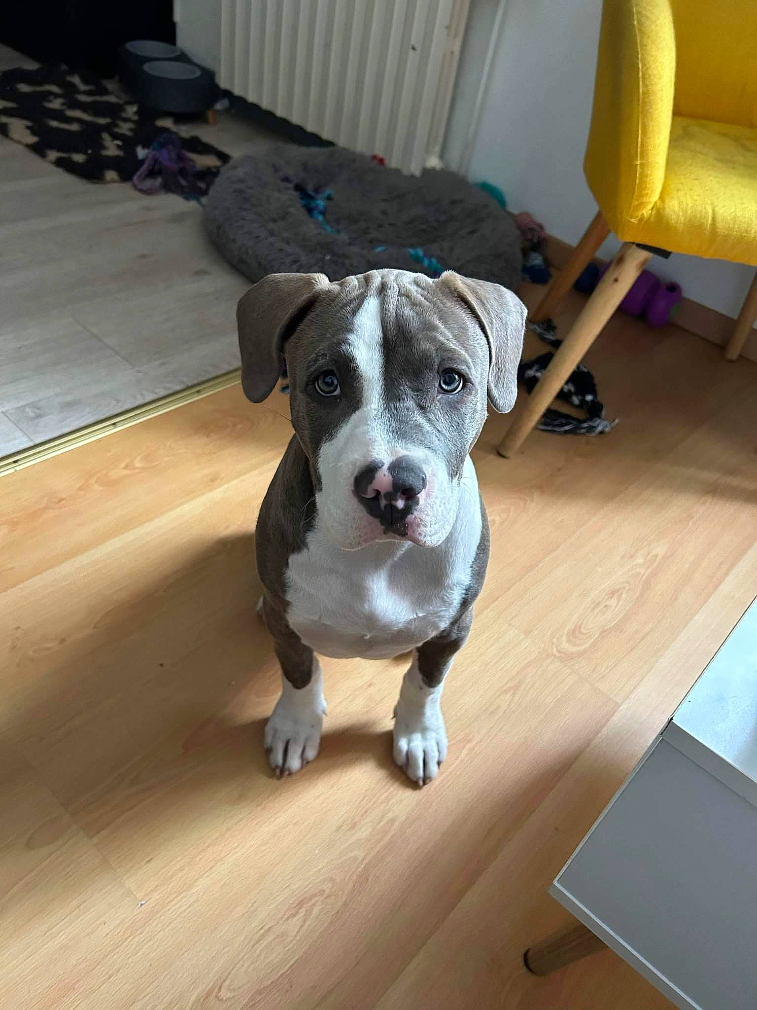 Toska participe au concours pour gagner de l'argent avec cette photo : canidae, carnivore, chair, collar, companion_dog, dog, dog_breed, dog_collar, fawn, floor, flooring, hardwood, laminate_flooring, pet_supply, snout, sporting_group, terrier, wood, wood_flooring, working_animal