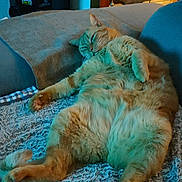 Atreus participe au concours pour gagner de l'argent avec cette photo : animal, blanket, cat, cat_tree, couch, cozy, cute, domestic_animal, fluffy, furniture, home, indoor, mammal, orange_cat, paw, pet, relaxed, resting, sleeping, soft_lighting