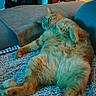 animal, blanket, cat, cat_tree, couch, cozy, cute, domestic_animal, fluffy, furniture, home, indoor, mammal, orange_cat, paw, pet, relaxed, resting, sleeping, soft_lighting