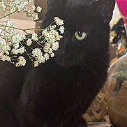 Skins joined the competition — help win amazing prizes! black_cat, cat, flower, white_flower, green_eye, indoor, pet, animal, curious, close_up, feline, domestic_cat, plant, nature, table, decor, houseplant, blurred_background, soft_light, cozy