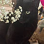 black_cat, cat, flower, white_flower, green_eye, indoor, pet, animal, curious, close_up, feline, domestic_cat, plant, nature, table, decor, houseplant, blurred_background, soft_light, cozy