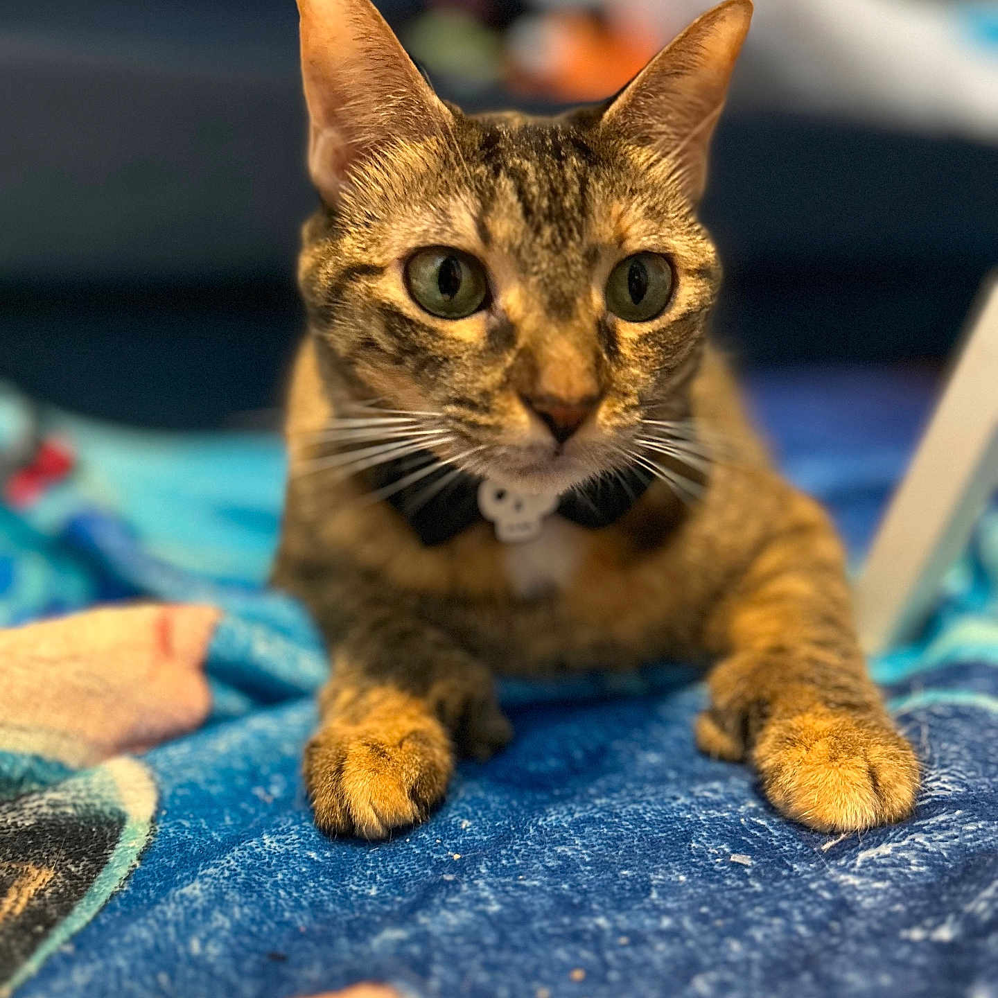 Kitty is registered to the contest to win money with this photo: abyssinian, animal, blanket, cat, kitten, manx, pet, quilt, towel