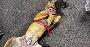 Mirko participe au concours pour gagner de l'argent avec cette photo : dog, belgian_malinois, pet, lying_down, belly_up, playful, happy, open_mouth, tongue, upright_ears, harness, leash, carpet, indoor, shoes, yellow_shoes, red_bull_sign, floor, funny_pose, animal
