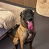 Mirko a rejoint le concours — aidez-le/la à gagner de superbes lots ! dog, belgian_malinois, pet, sitting, happy, smiling, tongue, indoors, living_room, home, furniture, sofa, blanket, cabinet, plant, flowers, wood, tile_floor, portrait, domestic_animal