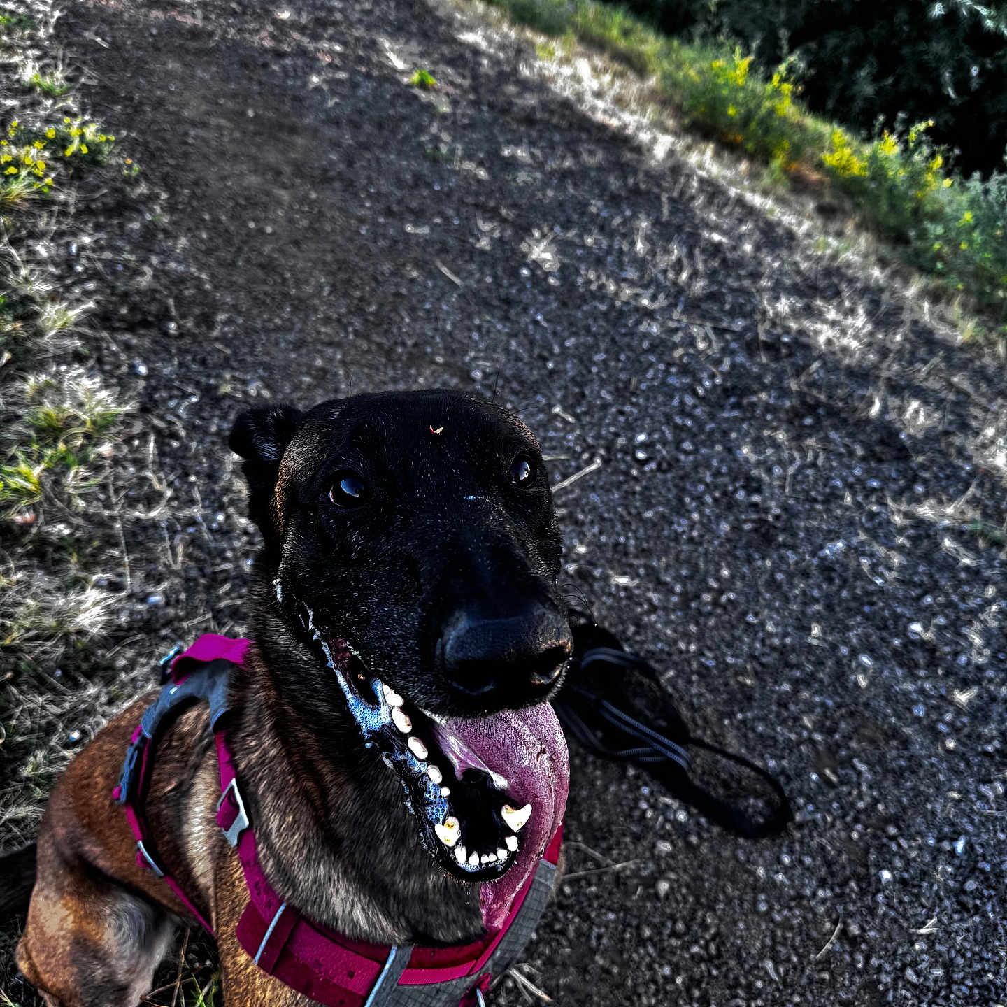 Mirko a rejoint le concours — aidez-le/la à gagner de superbes lots ! dog, black_dog, brown_dog, pet, animal, canine, happy, smiling, open_mouth, tongue, outdoor, park, path, asphalt, sidewalk, grass, trees, harness, leash, portrait