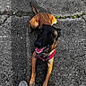 dog, dogs, black_and_tan_dog, brown_dog, pet, harness, smiling, open_mouth, tongue, outdoor, pavement, asphalt, street, sneakers, shoes, looking_at_camera, lying_down, photobomb, sunlight, companion_animals