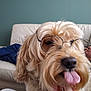 animal, background, blurry, close_up, couch, dog, face_accessory, fluffy, funny, glasses, hand, home, indoor, light_brown, long_hair, nose, pet, playful, relaxed, tongue_out