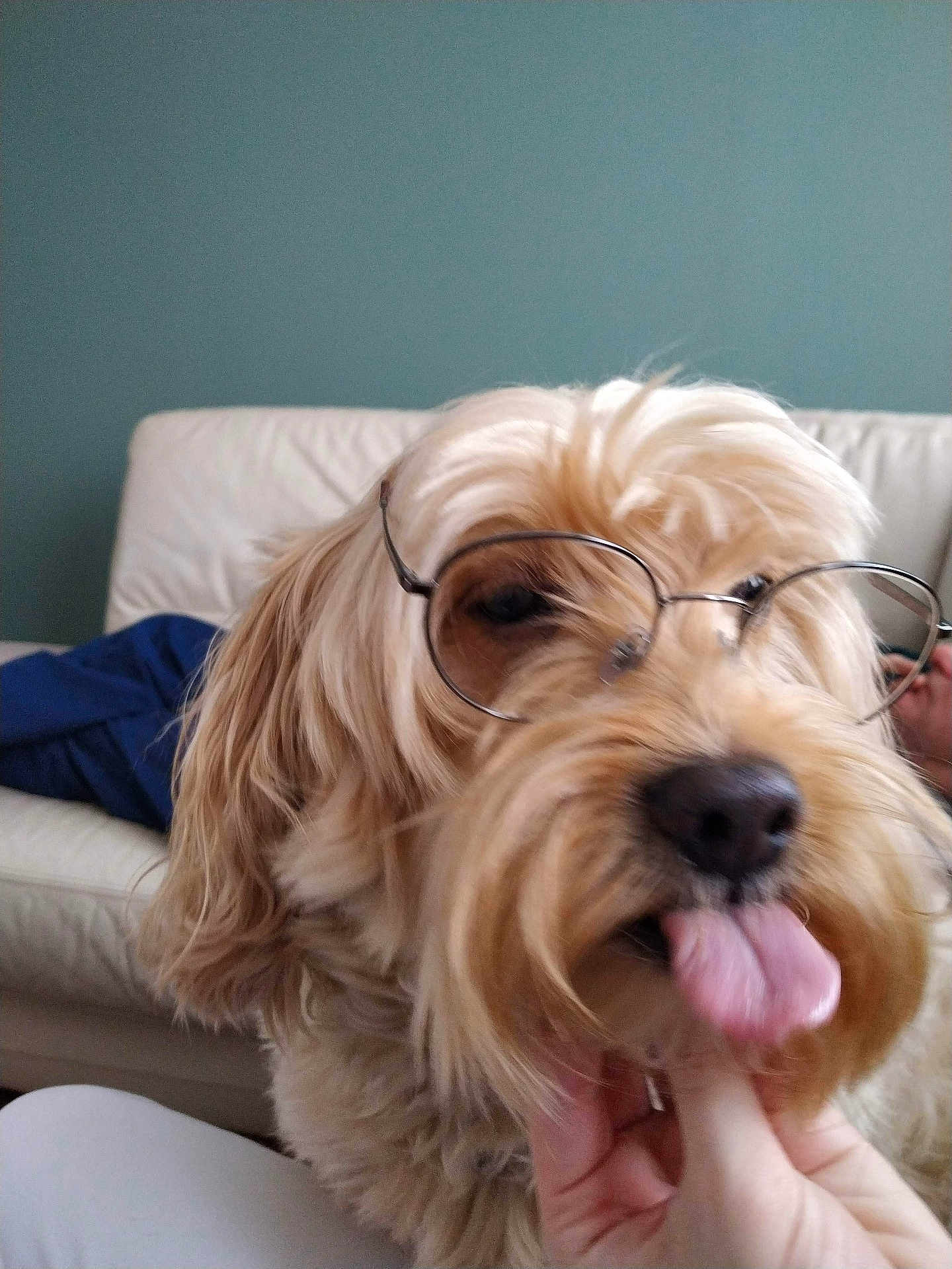 Pepsy a rejoint le concours — aidez-le/la à gagner de superbes lots ! animal, background, blurry, close_up, couch, dog, face_accessory, fluffy, funny, glasses, hand, home, indoor, light_brown, long_hair, nose, pet, playful, relaxed, tongue_out