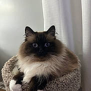 Jasper joined the competition — help win amazing prizes! animal, blue_eyes, cat, cat_bed, close_up, cozy, curtains, fluffy, furry, indoor, light, mammal, paws, pet, portrait, relaxed, resting, soft, texture, whiskers