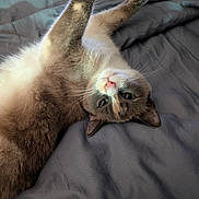 Sassy is registered to the contest to win money with this photo: cat, feline, pet, animal, domestic_animal, fur, whiskers, paw, stretching, bed, blanket, gray, cute, relaxed, playful, indoor, closeup, lying_down, soft, pink_nose