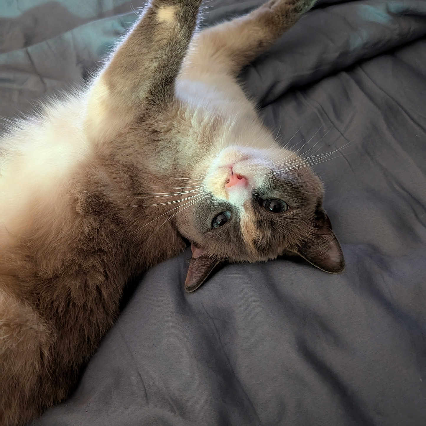 Sassy is registered to the contest to win money with this photo: animal, bed, blanket, cat, closeup, cute, domestic_animal, feline, fur, gray, indoor, lying_down, paw, pet, pink_nose, playful, relaxed, soft, stretching, whiskers