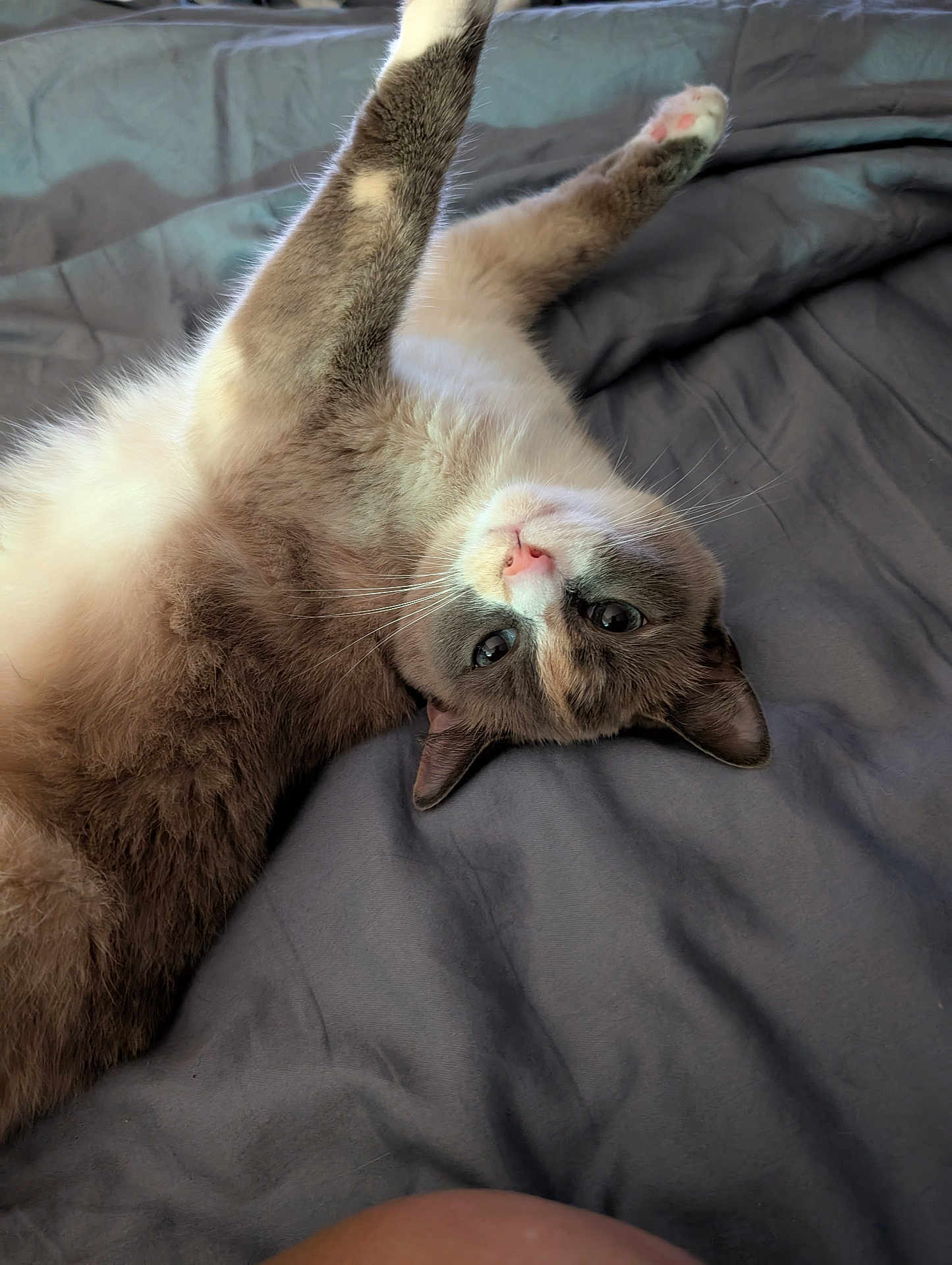 Sassy is registered to the contest to win money with this photo: cat, feline, pet, animal, domestic_animal, fur, whiskers, paw, stretching, bed, blanket, gray, cute, relaxed, playful, indoor, closeup, lying_down, soft, pink_nose
