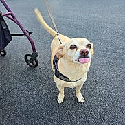 Rudy is registered to the contest to win money with this photo: dog, small_dog, leash, harness, tongue_out, asphalt, walker, outdoor, pet, playful, light_tan_coat, standing, vehicle, grass, sidewalk, cute, animal, canine, daylight, street