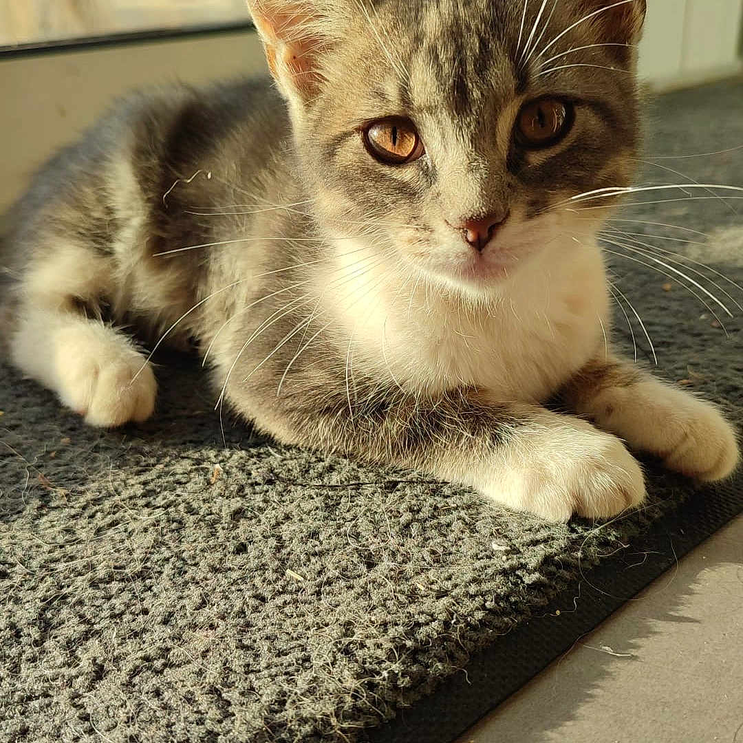 Nala participe au concours pour gagner de l'argent avec cette photo : animal, cat, closeup, curious, domestic_cat, feline, fur, indoor, kitten, laying, mat, orange_eyes, paws, pet, relaxing, sunlight, tabby, whiskers, window, young