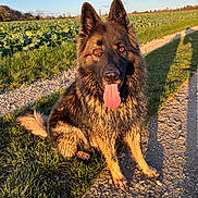 Saïko a rejoint le concours — aidez-le/la à gagner de superbes lots ! german_shepherd, dog, muddy, tongue_out, sitting, dirt_path, grass, field, sunlight, shadow, outdoor, nature, canine, pet, animal, ears, fur, daytime, sky, rural
