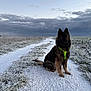 dog, snow, path, grass, winter, outdoor, cloudy_sky, frost, animal, canine, sitting, green_harness, nature, field, cold, landscape, fur, pet, weather, scenery