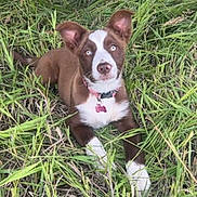 Dixie joined the competition — help win amazing prizes! dog, puppy, brown_and_white, grass, outdoor, collar, tag, blue_eyes, lying_down, looking_up, fur, ears, nose, paws, pet, close_up, portrait, nature, field, cute