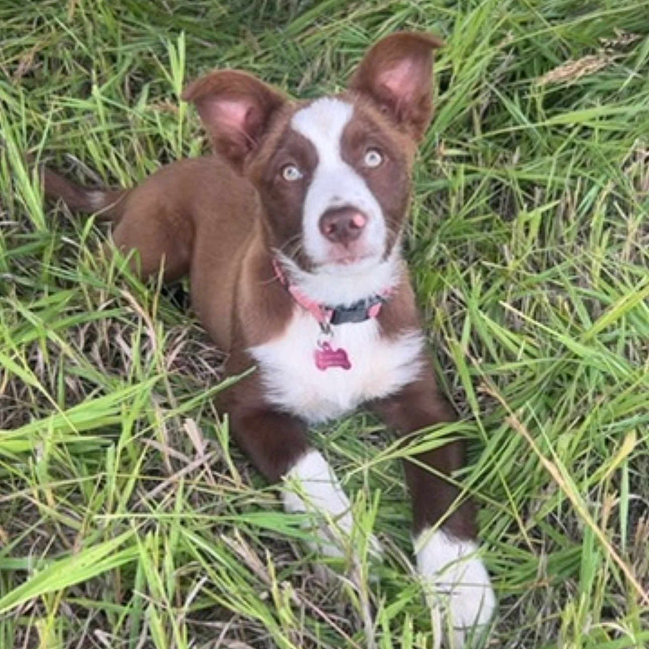Dixie joined the competition — help win amazing prizes! blue_eyes, brown_and_white, close_up, collar, cute, dog, ears, field, fur, grass, looking_up, lying_down, nature, nose, outdoor, paws, pet, portrait, puppy, tag