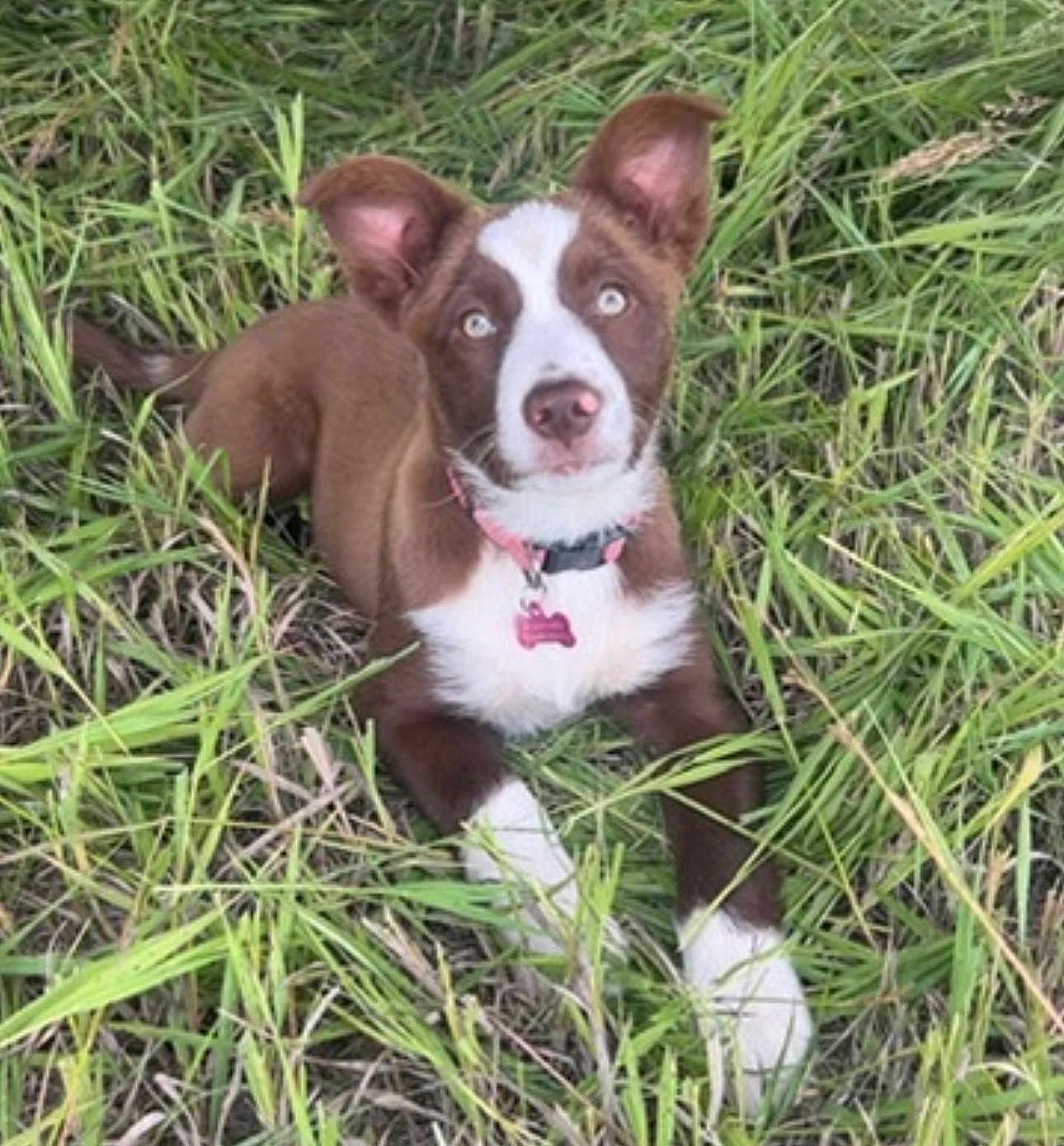 Dixie joined the competition — help win amazing prizes! dog, puppy, brown_and_white, grass, outdoor, collar, tag, blue_eyes, lying_down, looking_up, fur, ears, nose, paws, pet, close_up, portrait, nature, field, cute