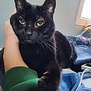Dora is registered to the contest to win money with this photo: black_cat, cat, pet, paw, hand, green_sleeve, indoor, window, blanket, cord, electronics, feline, resting, close_up, animal, cozy, person, touch, domestic, relaxation