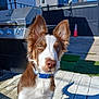 dog, puppy, brown_and_white, blue_collar, outdoor, deck, sunlight, shadow, grill, fence, house, sky, ears, curious, pet, animal, daytime, wood, playful, background