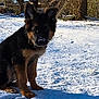animal, canine, cold, cute, dog, fur, german_shepherd, log, nature, outdoor, pet, playful, puppy, sitting, snow, sunlight, tree, winter, yard, young