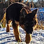 animal, canine, cold, curious, daylight, dog, field, forest, fur, german_shepherd, grass, nature, outdoor, playful, puppy, snow, sunlight, walking, winter, young