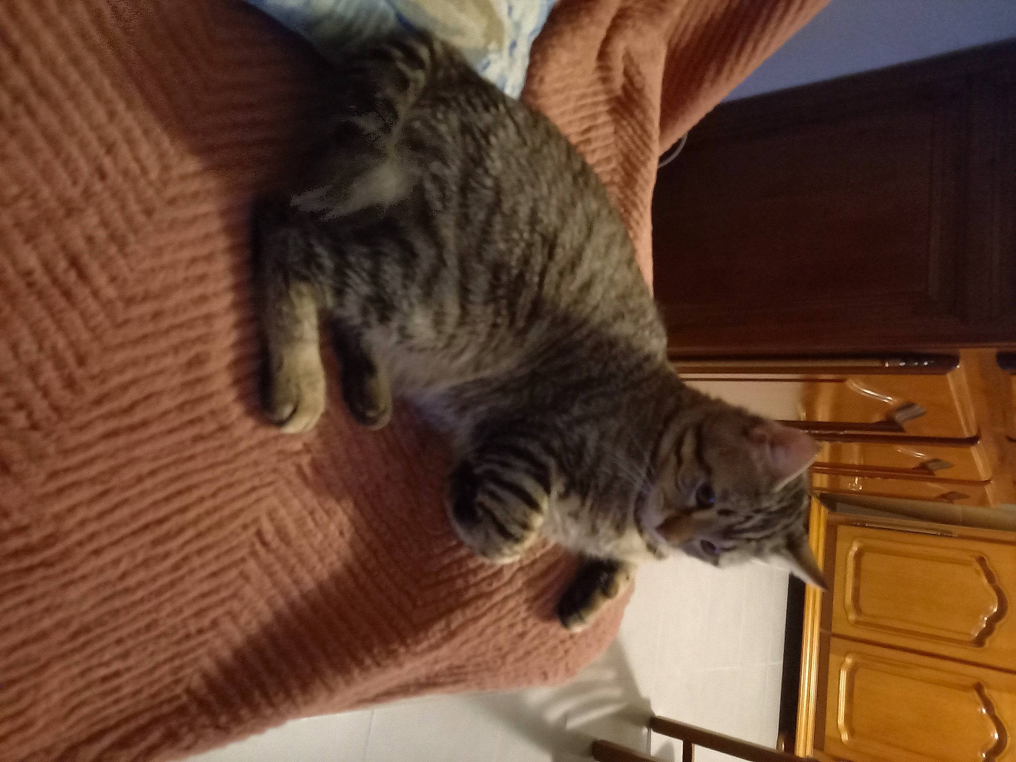 Canaille a rejoint le concours — aidez-le/la à gagner de superbes lots ! cabinetry, carnivore, cat, claw, comfort, domestic_short_haired_cat, felidae, flooring, fur, hardwood, paw, small_to_medium_sized_cats, tail, whiskers, wood