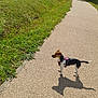 dog, small_dog, harness, path, park, grass, trees, sunlight, shadow, outdoor, nature, pet, walking_path, greenery, daytime, alert, canine, animal, leash, recreation