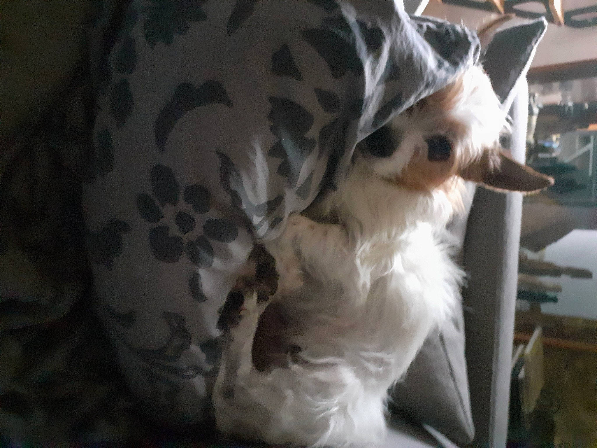 Popy a rejoint le concours — aidez-le/la à gagner de superbes lots ! bed, canidae, carnivore, cat, comfort, companion_dog, dog_breed, fawn, felidae, fur, paw, small_to_medium_sized_cats, snout, sporting_group, tail, terrestrial_animal, toy_dog, whiskers