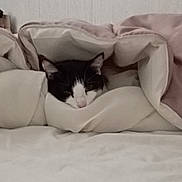 Orion participe au concours pour gagner de l'argent avec cette photo : cat, bed, blanket, duvet, bedding, cozy, indoor, pet, sleeping, tucked_in, whiskers, black_and_white, ears, nose, closeup, portrait, textile, wall, mattress, home