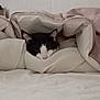 cat, bed, blanket, duvet, bedding, cozy, indoor, pet, sleeping, tucked_in, whiskers, black_and_white, ears, nose, closeup, portrait, textile, wall, mattress, home