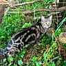 cat, tabby, striped, animal, outdoor, forest, greenery, plants, leaves, branches, twigs, nature, wildlife, feline, alert, curious, mammal, fur, ground, daylight