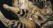 Aïko participe au concours pour gagner de l'argent avec cette photo : cat, tabby, sleeping, curled_up, paws, fur, whiskers, pet, animal, cozy, resting, cute, domestic_cat, feline, striped, close_up, relaxing, indoor, soft, mammal