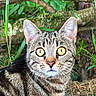 cat, tabby, animal, pet, outdoor, nature, greenery, foliage, wood, branches, curious, eyes, face, fur, whiskers, closeup, mammal, wildlife, alert, natural