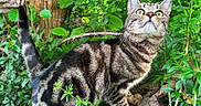 Aïko participe au concours pour gagner de l'argent avec cette photo : animal, branch, cat, closeup, curious, daylight, ears, foliage, forest, greenery, mammal, nature, outdoor, pet, stripes, tabby, tail, tree, whiskers, wildlife