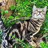 Aïko participe au concours pour gagner de l'argent avec cette photo : cat, tabby, animal, pet, outdoor, nature, tree, greenery, foliage, wildlife, stripes, curious, whiskers, ears, tail, mammal, closeup, daylight, forest, branch