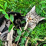 Aïko a rejoint le concours — aidez-le/la à gagner de superbes lots ! cat, tabby_cat, greenery, leaves, plants, stick, outdoor, nature, animal, curious, feline, wildlife, forest, branch, mammal, pet, whiskers, eyes, fur, daylight
