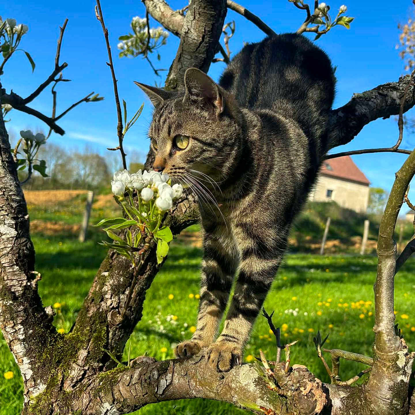 Aïko a rejoint le concours — aidez-le/la à gagner de superbes lots ! cat, tabby_cat, tree, branch, flower, blossom, green_grass, blue_sky, outdoor, nature, spring, animal, pet, feline, whiskers, sunlight, garden, house, background, curious