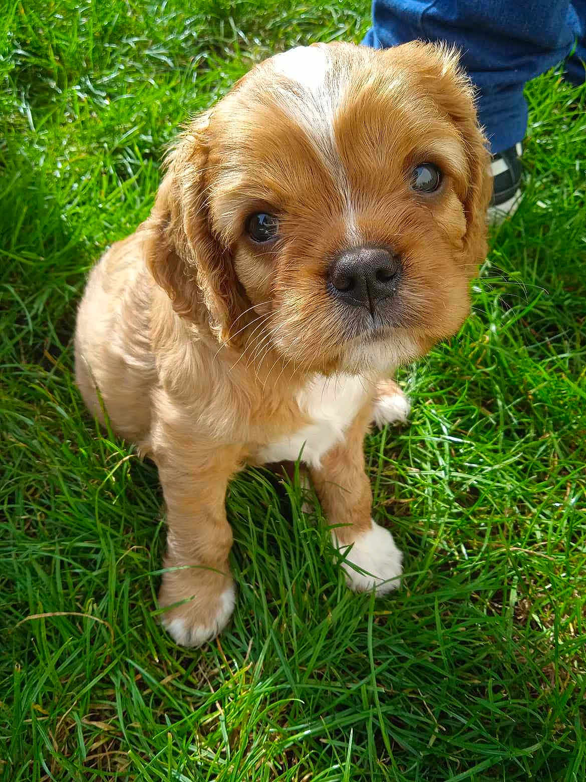 Uby a rejoint le concours — aidez-le/la à gagner de superbes lots ! puppy, dog, grass, outdoor, cute, animal, pet, brown, white_paws, fur, young, looking_up, nature, sunlight, closeup, adorable, small, sitting, paw, portrait